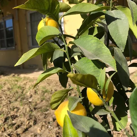 Akpolat Алания